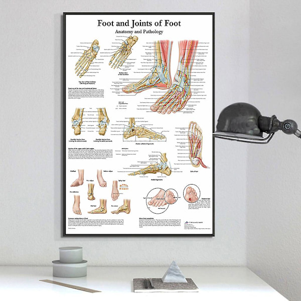 Illustration av skelettmuskler i människofoten, anatomisk affisch, hängande målning