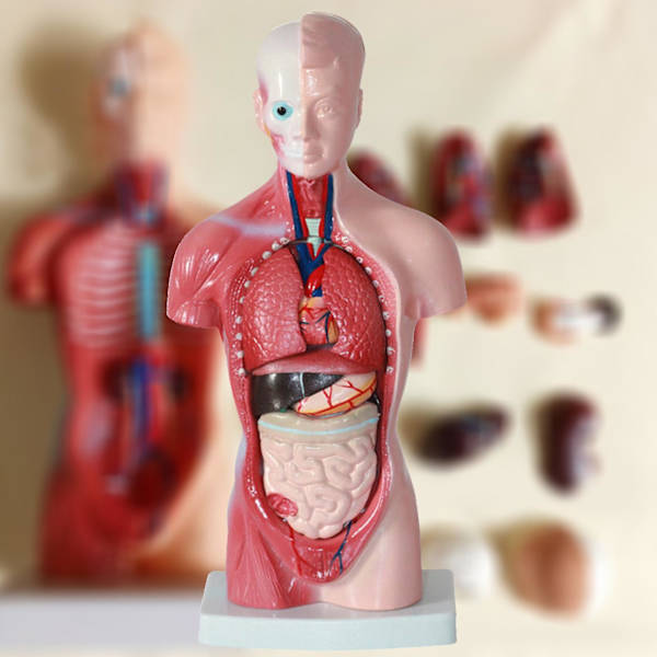 15 st/set Inre organmodell pedagogiskt anatomiskt undervisningsverktyg Anatomi Mänsklig torso kroppsmodell för klassrum
