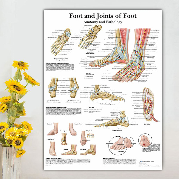 Illustration av skelettmuskler i människofoten, anatomisk affisch, hängande målning