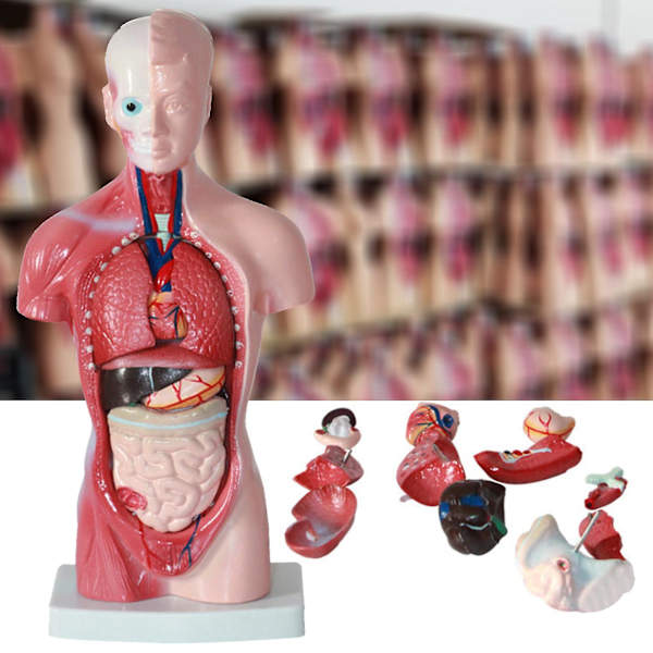 15 st/set Inre organmodell pedagogiskt anatomiskt undervisningsverktyg Anatomi Mänsklig torso kroppsmodell för klassrum