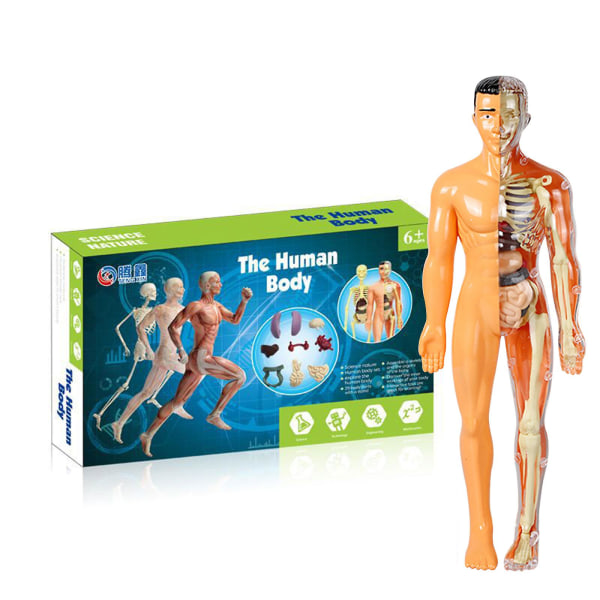 Anatomimodell Skelettmodell 3d anatomisk monteringsmodell, modell med hög mänsklig torso
