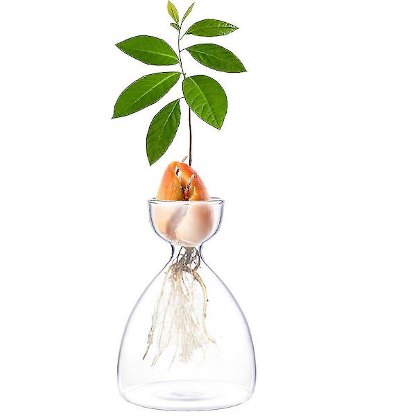 1 st transparent avokado frö startvas för odling av frö odlingskit avokado växt glasvas present till trädgårdsälskare