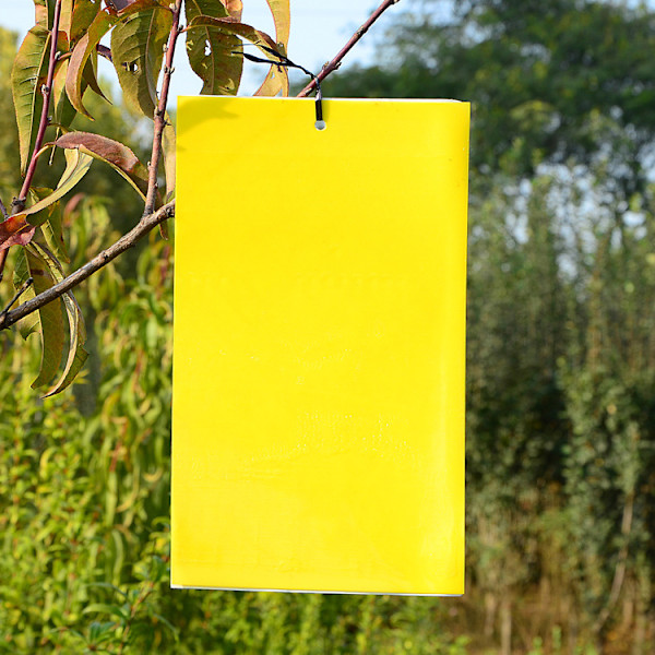 50 Flugfällor 15cm x 20cm Körsbärsflugefällor, Anti Gnat Dubbelsidig Klibbigt Papper, Gula Klibbiga Papper för Vit Flug Blad, Bladlöss, Miner med Vridband