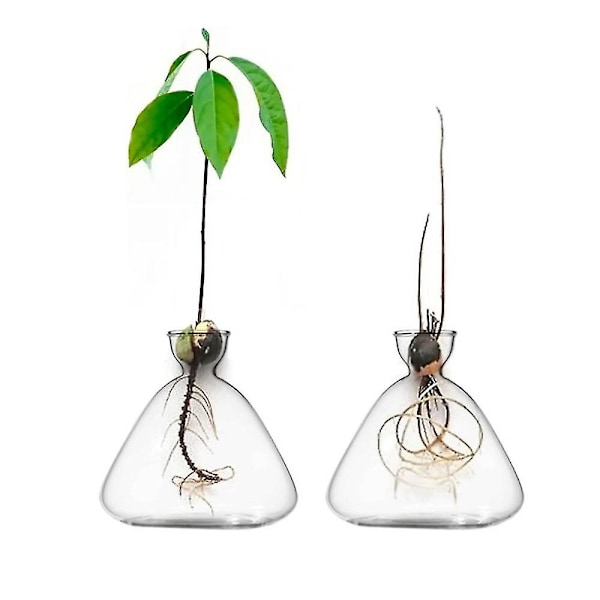 1 stk. Transparent Avocado Frø Starter Vase Til Dyrkning Af Frø Dyrkningssæt Avocado Plante Glas Vase Gave Til Havearbejde Elskere