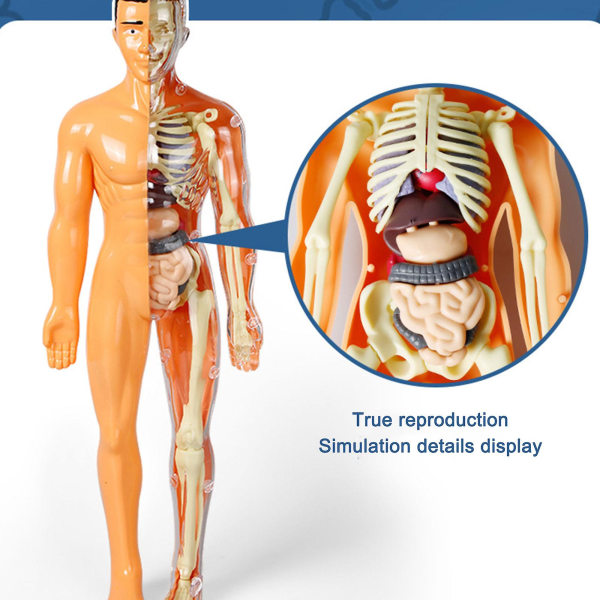 Anatomimodell Skelettmodell 3d anatomisk monteringsmodell, modell med hög mänsklig torso