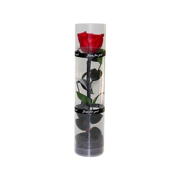 En ægte bevaret rose, evig rose, permanent rose, evighedsrose