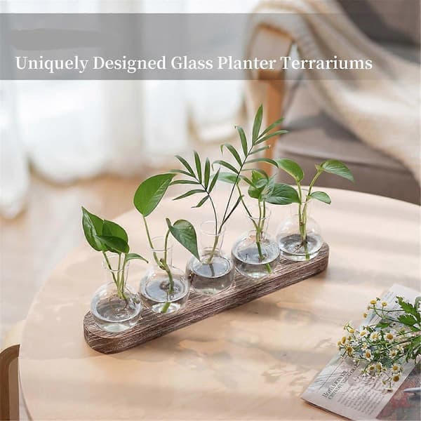Formeringstasjon Glassvaser Dekorasjon: 5 Planter Terrarium med Hvitmalt Trebrett for Stue Kontor