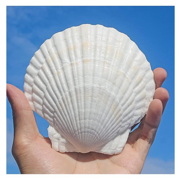 10 st Vita pilgrimsmusslor Shell 4-5 tums snäckskal Stora naturliga från havet Beach snäckskal för pyssel för gör-det-själv fisktank Vas Filler