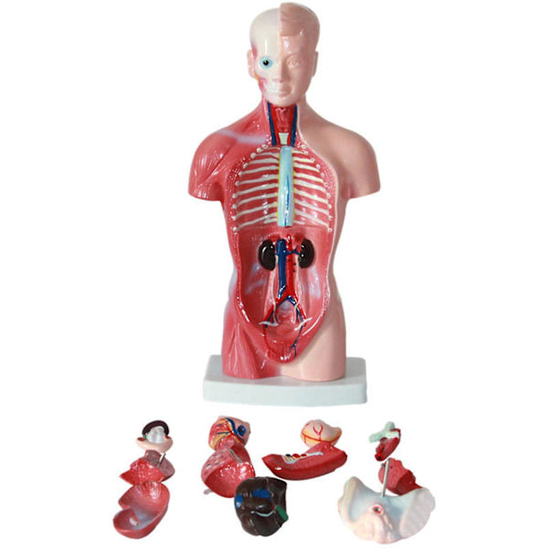 15 st/set Inre organmodell pedagogiskt anatomiskt undervisningsverktyg Anatomi Mänsklig torso kroppsmodell för klassrum