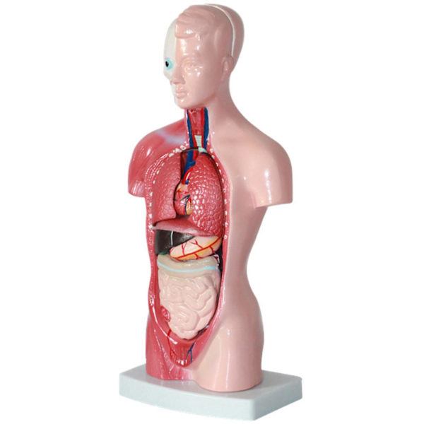 15 st/set Inre organmodell pedagogiskt anatomiskt undervisningsverktyg Anatomi Mänsklig torso kroppsmodell för klassrum
