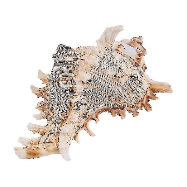 1pcs Conch Ornament