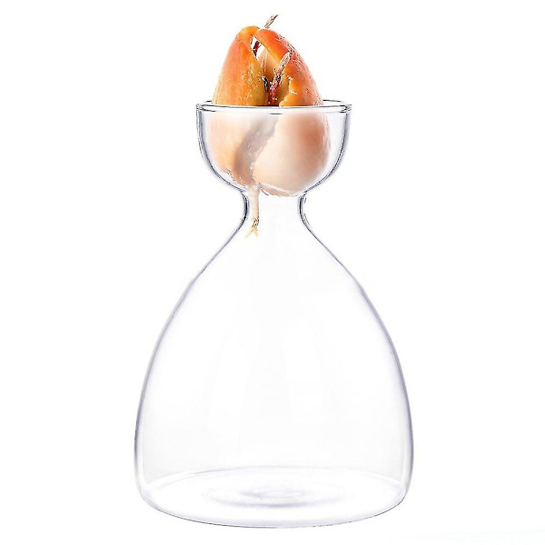 1 st transparent avokado frö startvas för odling av frö odlingskit avokado växt glasvas present till trädgårdsälskare