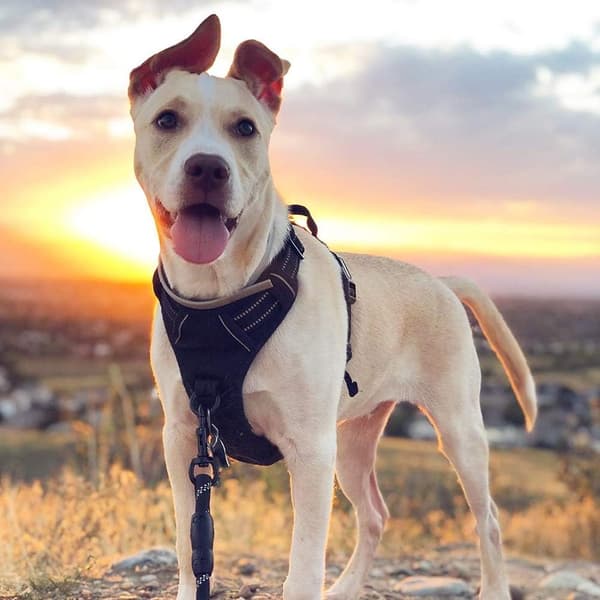 No-Pull Dog Harness Padded Adjustable Pet Vest with Handle Front Clip Durable Reflective Anti-Pull Training Harness Black XL