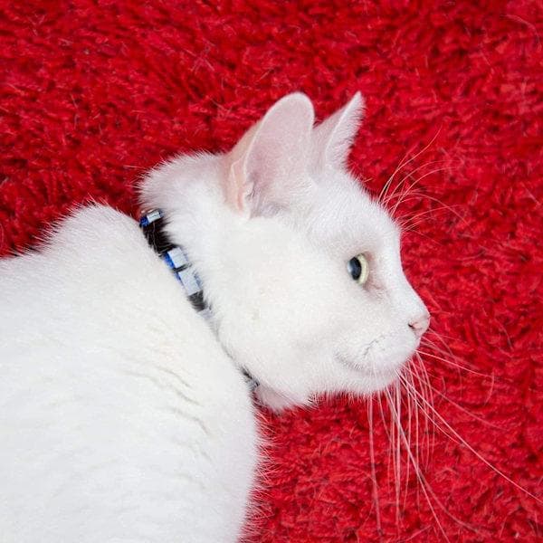 Reflective Cat Collar with Bell, 12-Pack, Breakaway Cat Co