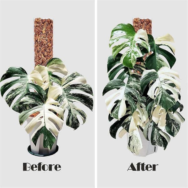 4 st 43 cm Plast Moss Pole för Växter Monstera, Speciellt Designad för Klätterväxter