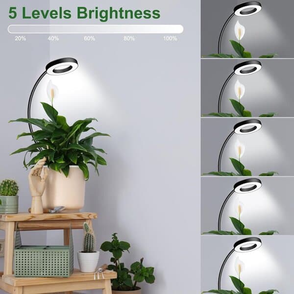 LED Plantelys for sukkulenter