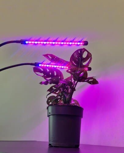 LED-kasvivalo kasveille