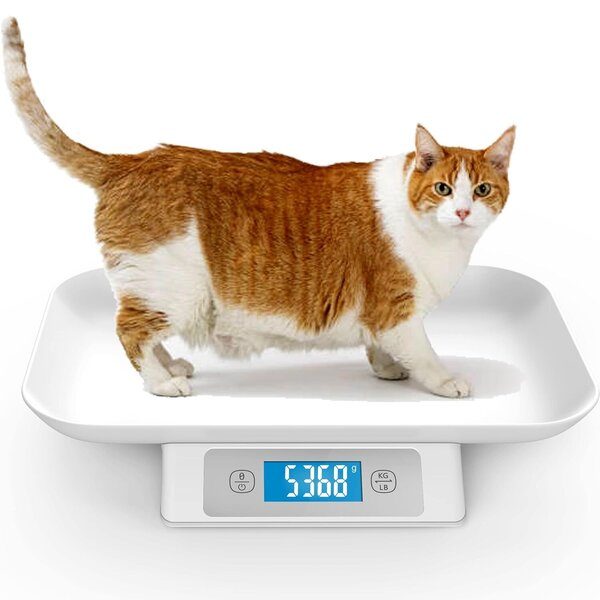 Icare-Pet