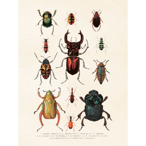 Vintage Poster Skalbaggar