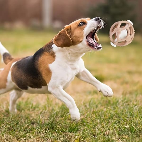Et ranglekæledyrslegetøj, der er egnet til katte og hunde, med elasticitet. 1pc