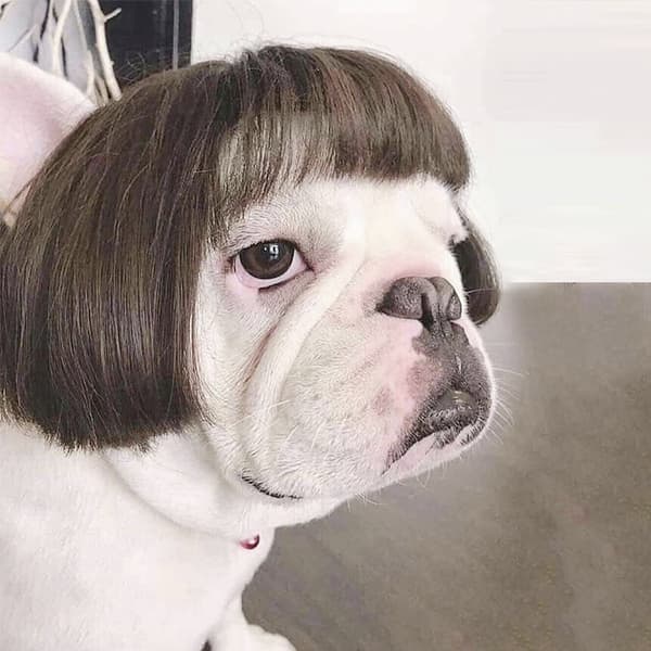 Hunde Kat Paryk Kostume, Cosplay Kæledyr Paryk Tilbehør size:C