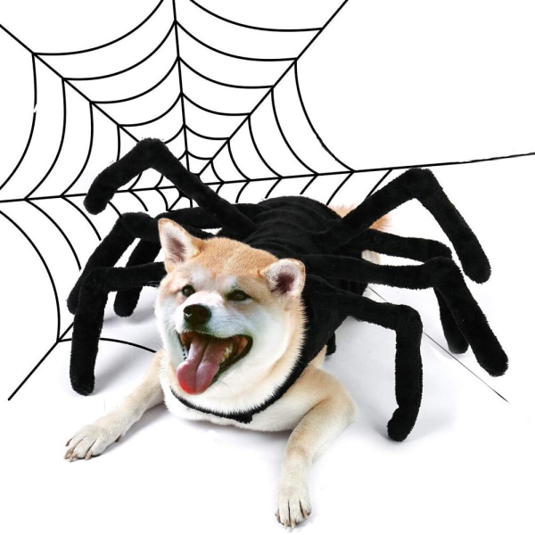 Halloween Mode Kattetøj Edderkop Kiste Kæledyr Cosplay Sort Medium small