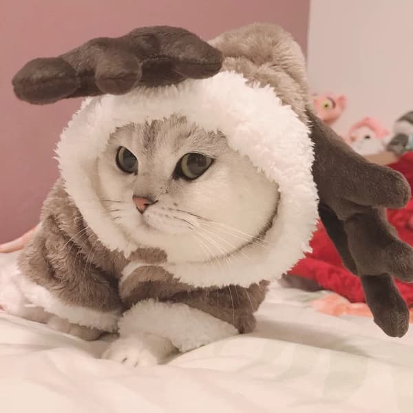 Pet Rendeer Cosplay Halloween Jul Älgdräkt M