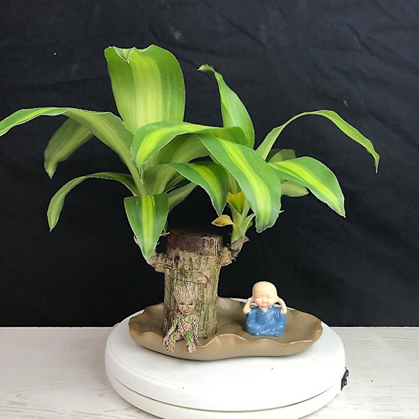 Groot Grønn Plante Brasiliansk Tre Vann Dyrke Lykke Tre Potteplante Lite Tre Mennesker P1