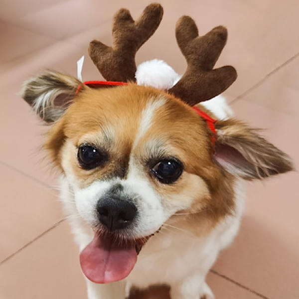 Lemmikkieläinten jouluvarusteet Koiran hiusneula Kissatarvikkeet Jouluisen sarven sarvi Pannat Koiran hattu Antlers