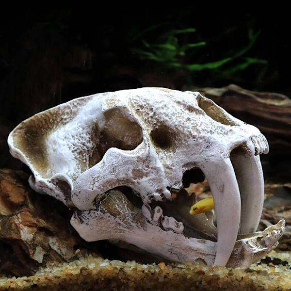 Akvaario akvaario dinosaurus pääkallo koriste hartsi käsityö Halloween rekvisiitta populaaritieteelliset työkalut Triceratops