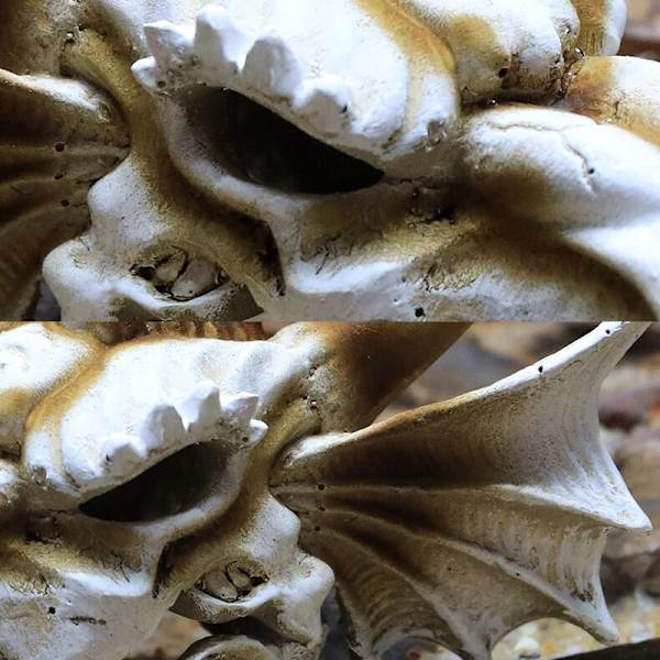 Akvaario akvaario dinosaurus pääkallo koriste hartsi käsityö Halloween rekvisiitta populaaritieteelliset työkalut Saber-toothed Tiger