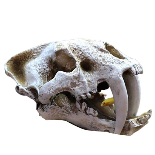 Akvaario akvaario dinosaurus pääkallo koriste hartsi käsityö Halloween rekvisiitta populaaritieteelliset työkalut Saber-toothed Tiger
