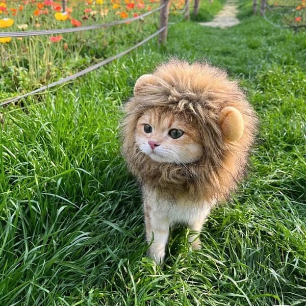Lejonman kattmössa, kostym för katter, M, brun, 1 styck