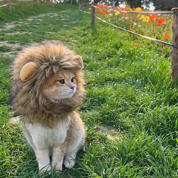 Lejonman kattmössa, kostym för katter, M, brun, 1 styck