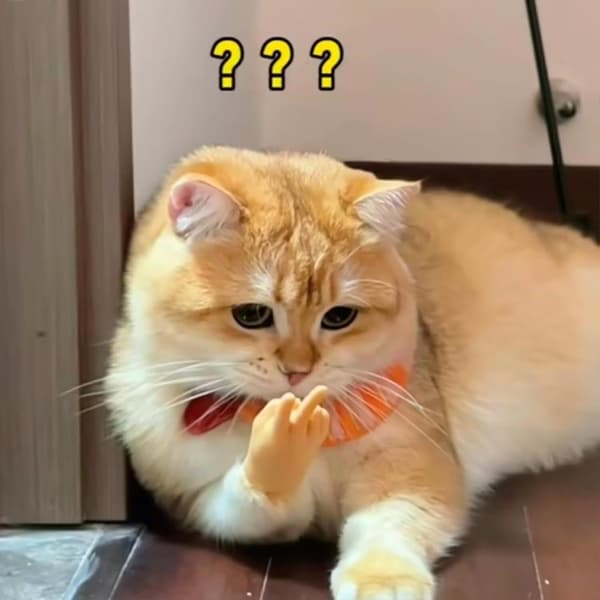 6 stk. Mini Hånd for Katte, Små Hånd for Katte Krydsede