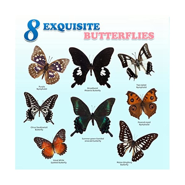 8 stk Ekte sommerfugleksemplar - taksidermi sommerfugl kunstverk Materiale Dekor, taksidermi dyr