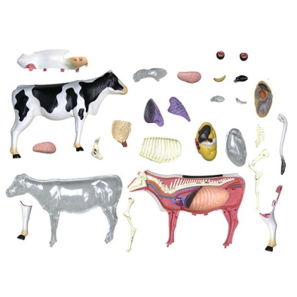 Animal Anatomy Model 4d Cow Intelligence Samling Legetøj Undervisning Anatomi Model Gør-det-selv-apparater