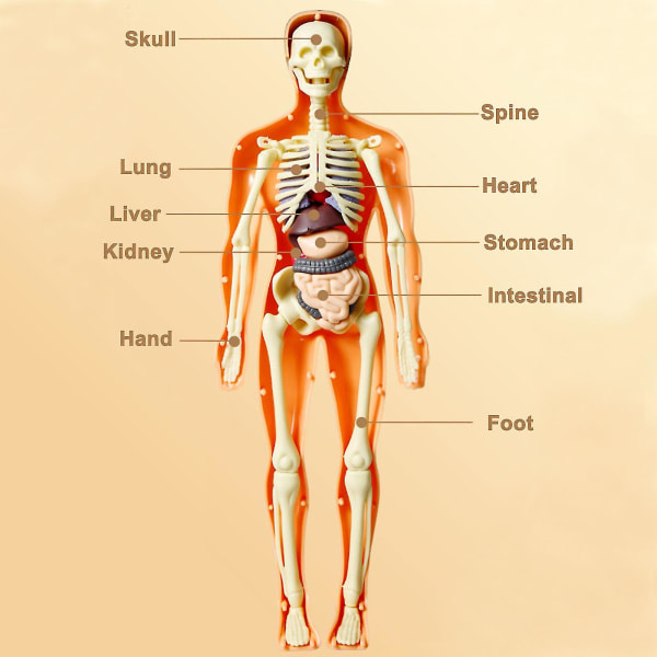 3D ihmiskehon torso malli lapsille anatomian malli luuranko, 100% uusi