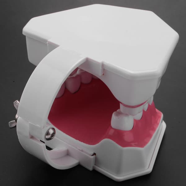 Dental Model Børstning Flossing Praksis Tænder Typodonter Mode Gingiva Synlig Anatomisk Demonstration