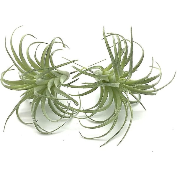 2 Pack Artificial Succulents Plants Unpotted Fake Flocking Tillandsia Air Plants Succulent Bromeliads Bouquet Arrangements Faux Plants Diy For Garden