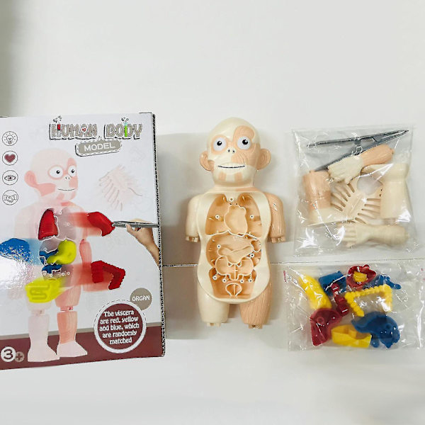 Ihmisen 3D-elinten anatomisen kokoonpanomallin lelu lapsille