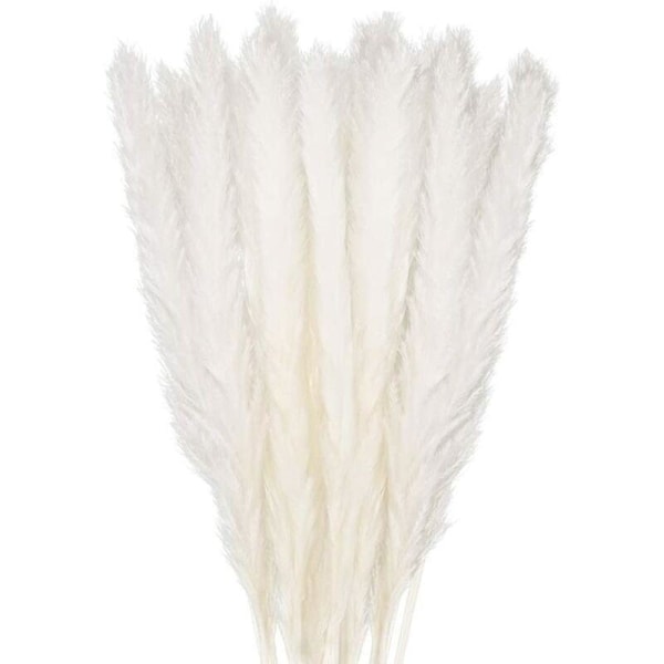 30 kpl Pampas Grass, 58 cm Natural Pampas Flower Kuivatut kukkakimppu maljakoille, Valkoinen Boho Sisustus Makuuhuone Koti Olohuone, Hääkuva Ta