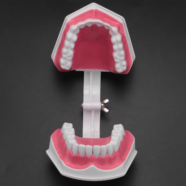 Dental Model Børstning Flossing Praksis Tænder Typodonter Mode Gingiva Synlig Anatomisk Demonstration