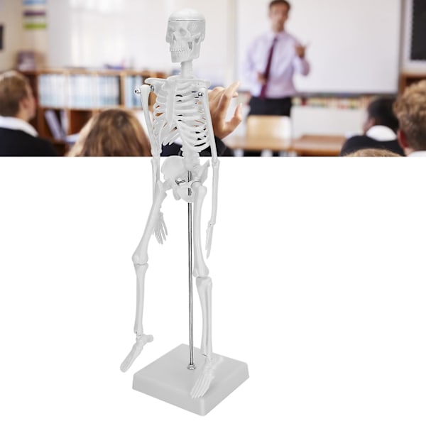 Menneske Skelet Model 45cm med Bevægelige Lemmer til Anatomisk Undervisning og Læringsmaterialer