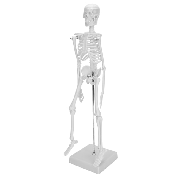 Menneske Skelet Model 45cm med Bevægelige Lemmer til Anatomisk Undervisning og Læringsmaterialer