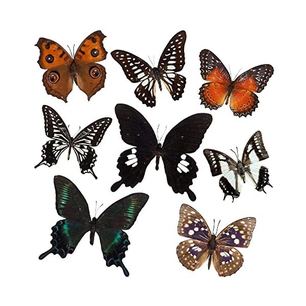 8 stk Ekte sommerfugltaksidermi - sommerfugltaksidermi, dekorasjon av kunstmateriale, taksidermi