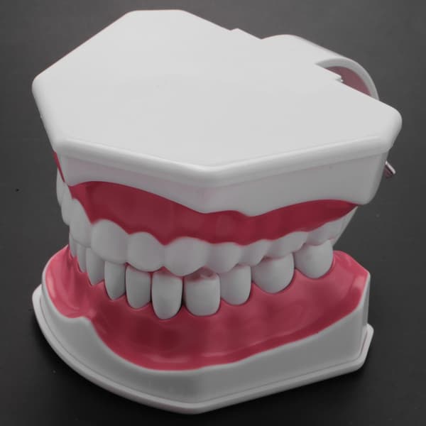 Dental Model Børstning Flossing Praksis Tænder Typodonter Mode Gingiva Synlig Anatomisk Demonstration