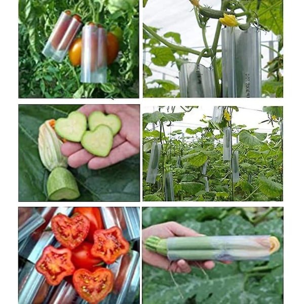 4st form Transparent Grönsaksfruktplantering Form Observation