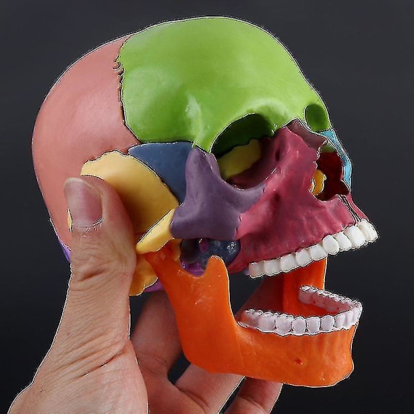 4d demontert fargehodeskalle Anatomisk modell Avtakbart læreverktøy Sl