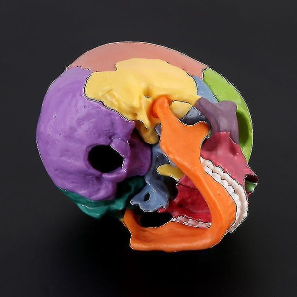 4d adskilt farve kranium Anatomisk model Aftageligt undervisningsværktøj Sl